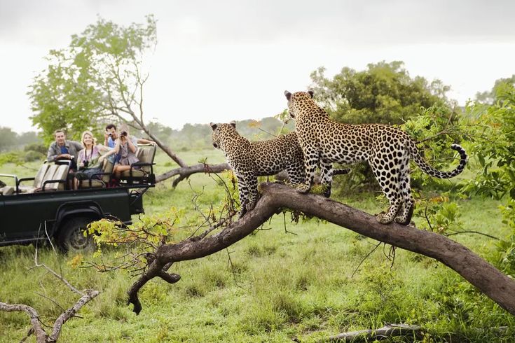 Safari & Bush